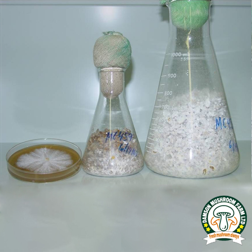 F1 Oyster mushroom spawn (petri dish)